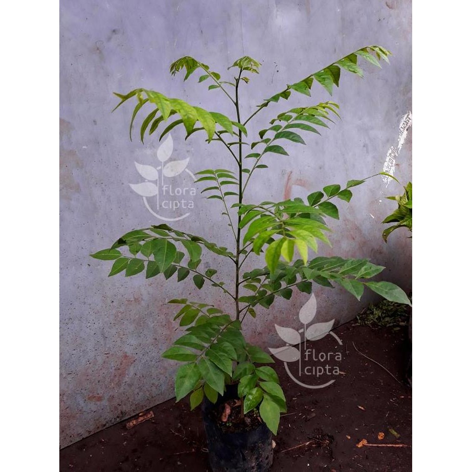 

Terlaris Bibit Tanaman Salam Koja - Pohon Kari - Daun Kari