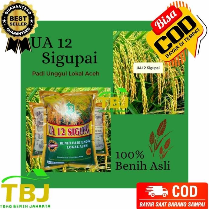 

Terlaris Benih Bibit Padi Ua 12 Sigupai Asli Aceh