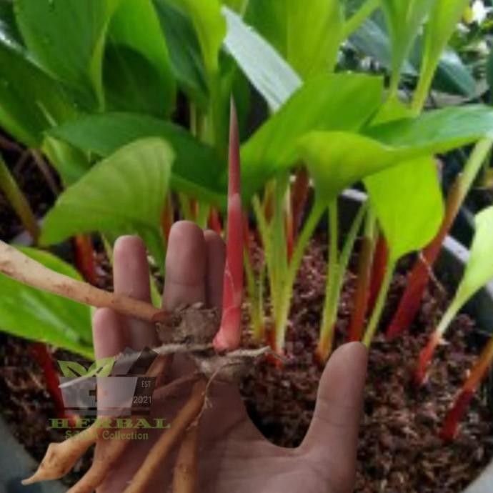 

Terlaris Jual Bibit Temu Kunci 10 Bibit Siap Tanam