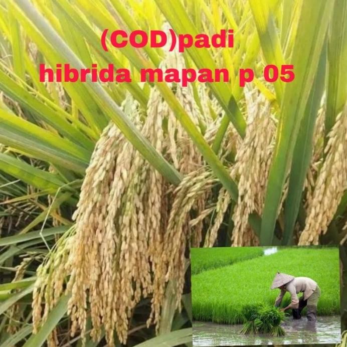 

Terlaris (Cod)Benih Padi Mapan P. 05 Hibrida Kualitas 1Kg