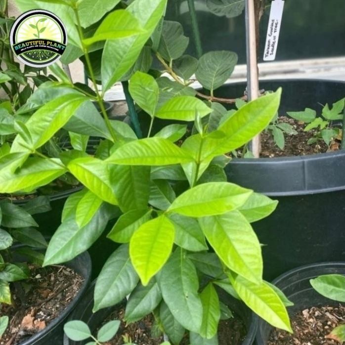 

Terlaris Bibit Pohon Daun Salam - Daun Salam Bumbu