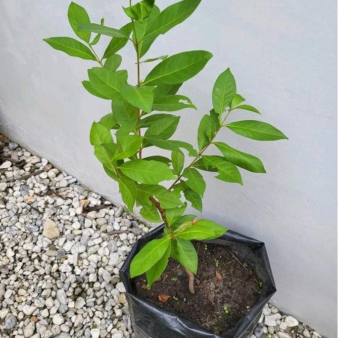 

Terlaris Artificial Bibit Salam Daun Bumbu Masak