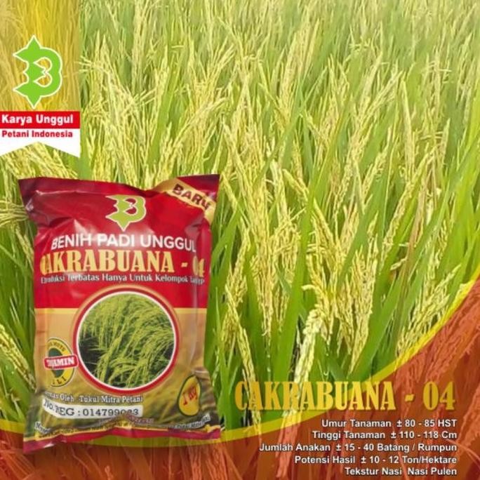

Terlaris Benih Padi Cakrabuana 04 / Bibit Padi Cakrabuana 04 Berkualitas