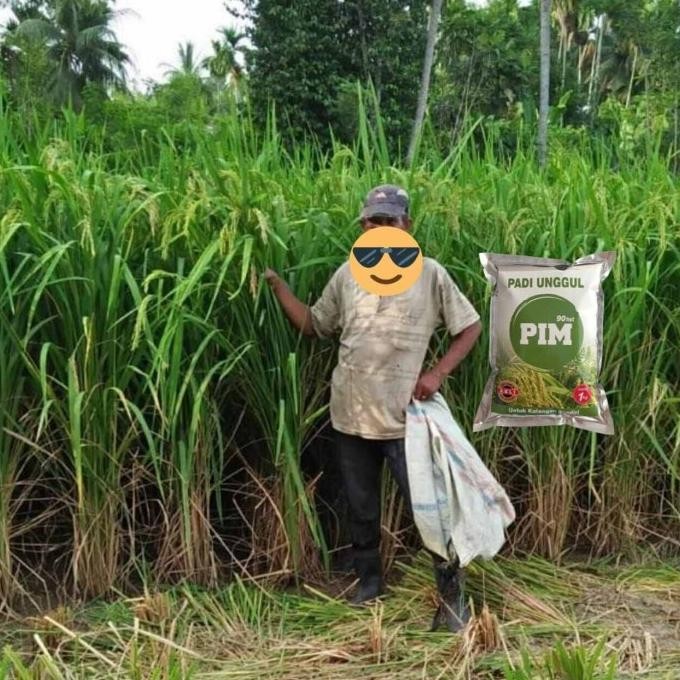 

Terlaris Best Item!, Benih Padi Pim Bibit Padi Pim Padi Raksasa Tinggi Besar Jaman Purba