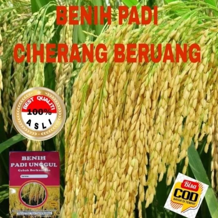 

Terlaris Benih Padi Herang Beruang Berkualitas Unggul 1Kg