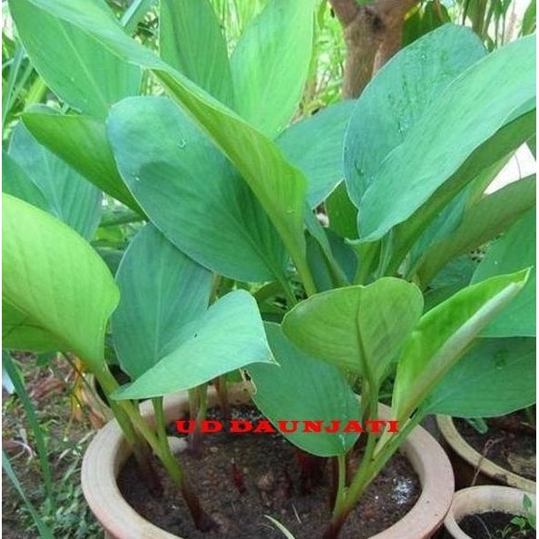 

Terlaris Bibit Temu Kunci Termurah