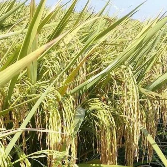 

Terlaris Cod !!! 1 Kg Benih Padi Ketan Putih Grendel Super Snp Garden Seed