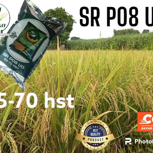

Terlaris Benih Padi Sr P08 Kemasan 1Kg Padi Paling Cepat Panen 65 Hst