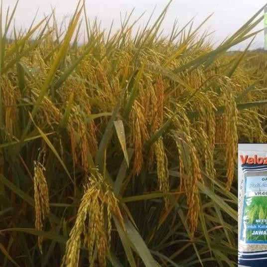 

Terlaris Benih Padi Vr 46 Kemasan 5 Kg
