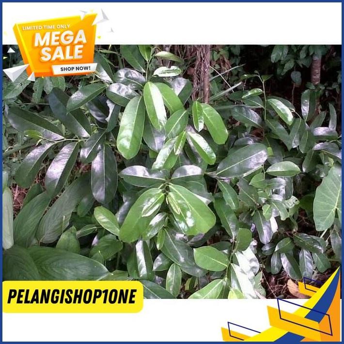 

DAUN SIRSAK SEGAR DAN AMAN DIKONSUMSI ( DIJAMIN BEBAS PEPTISIDA ) GRATIS ONGKIR