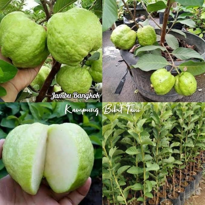 

Terlaris Bibit Tanaman Buah Jambu Kristal Putih Bangkok Unggul Berkualitas