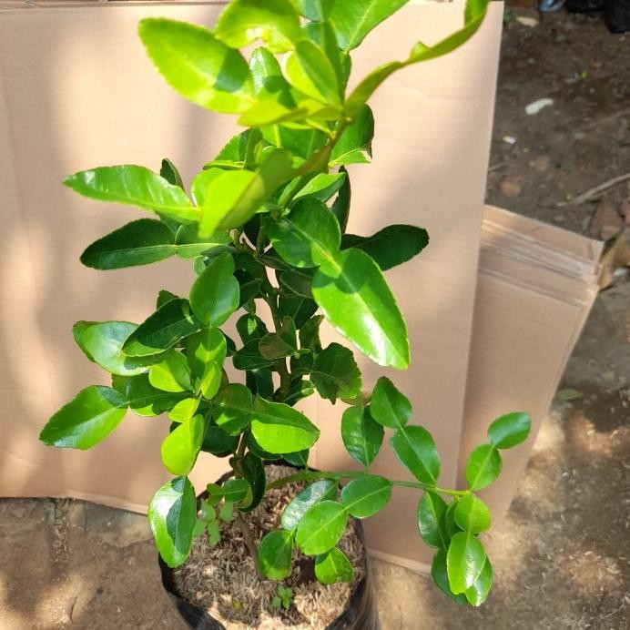 

Terlaris Bibit Pohon Jeruk Purut - Tanaman Jeruk Purut - Buah Jeruk Herbal