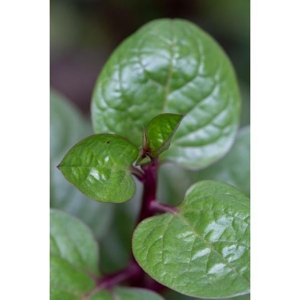 

Terlaris Tanaman Obat Binahong Hijau - Bibit Herbal Pohon Hidup Bergaransi