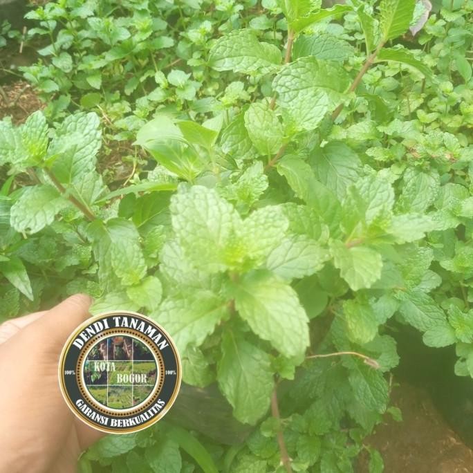 

Terlaris Bibit Pohon Daun Mint / Tanaman Herbal - Daun Herbal