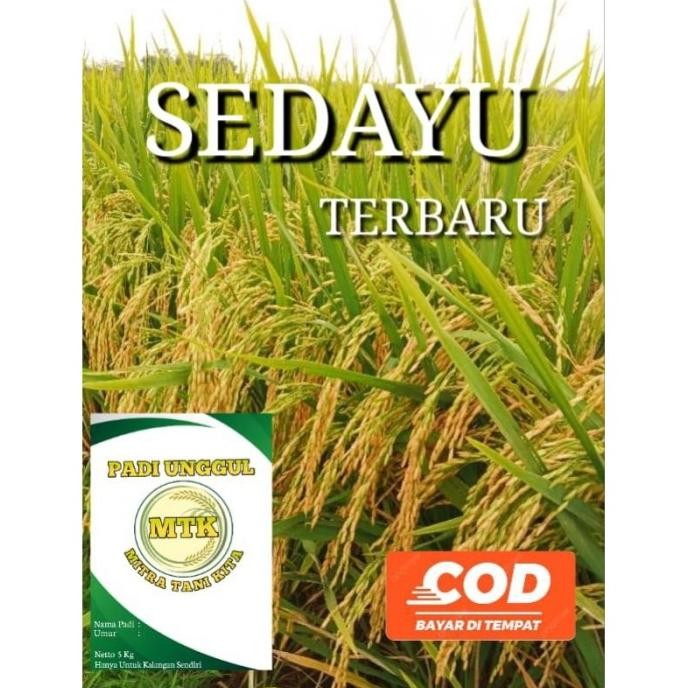 

Terlaris Benih Padi Sedayu Kemasan 5Kg Original