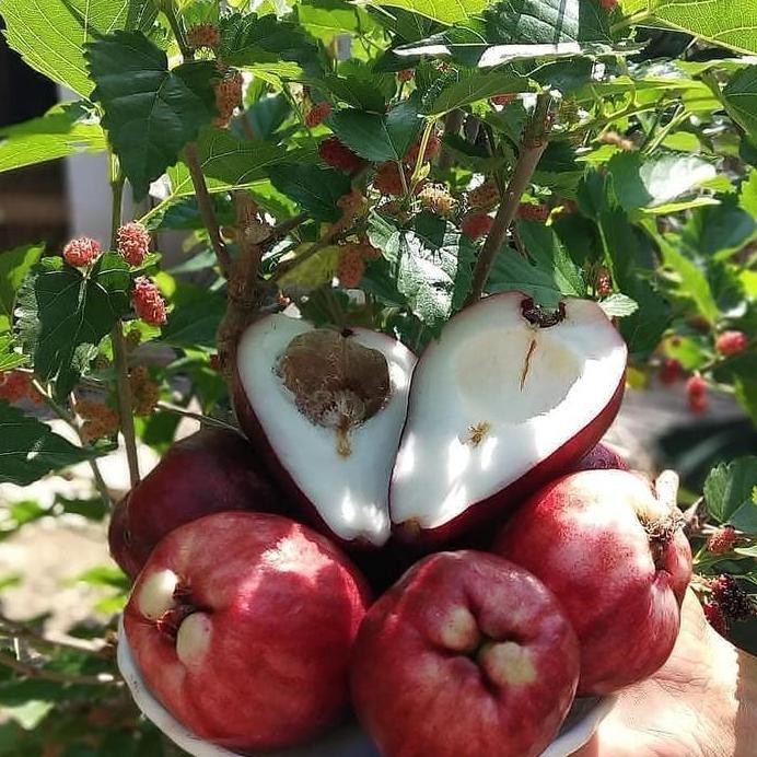 

Terlaris Tinggi 1 Meter Bibit Tanaman Buah Jambu Air Jamaika / Jamaica Manis