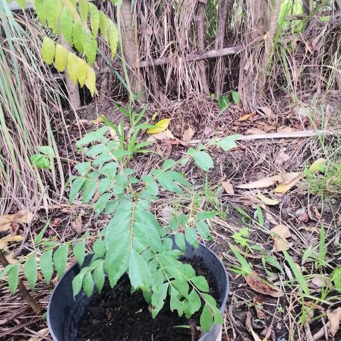 

Terlaris Bibit Tanaman Daun Kari/Salam Koja