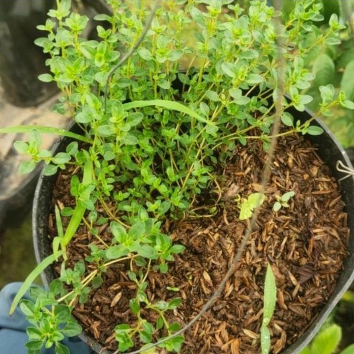 

Terlaris Bibit Tanaman Thyme Herbal Bumbu Dapur