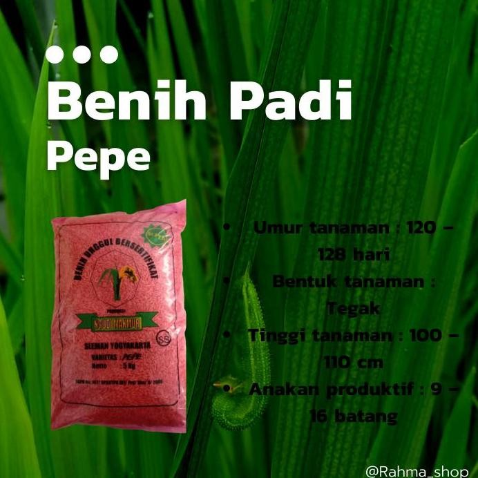 

Terlaris Benih Padi Pepe