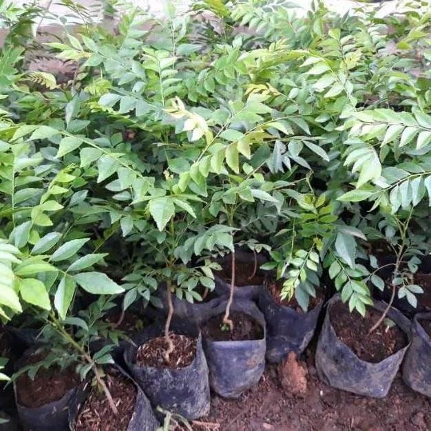

Terlaris Bibit Tanaman Salam Koja Daun Temuru Daun Kari
