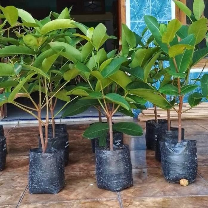 

Terlaris Bibit Jambu Citra Jumbo Cangkok Cepat Berbuah