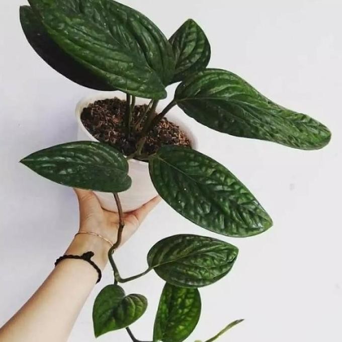 

Terlaris Tanaman Hias Rambat Sirih Badak/Monstera Karstenianum/Tanaman Herbal