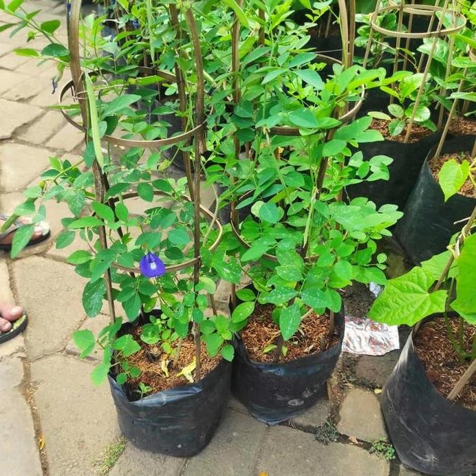 

Terlaris Tanaman Kembang Teleng/Kembang Telang/Tanaman Herbal Kembang Telang