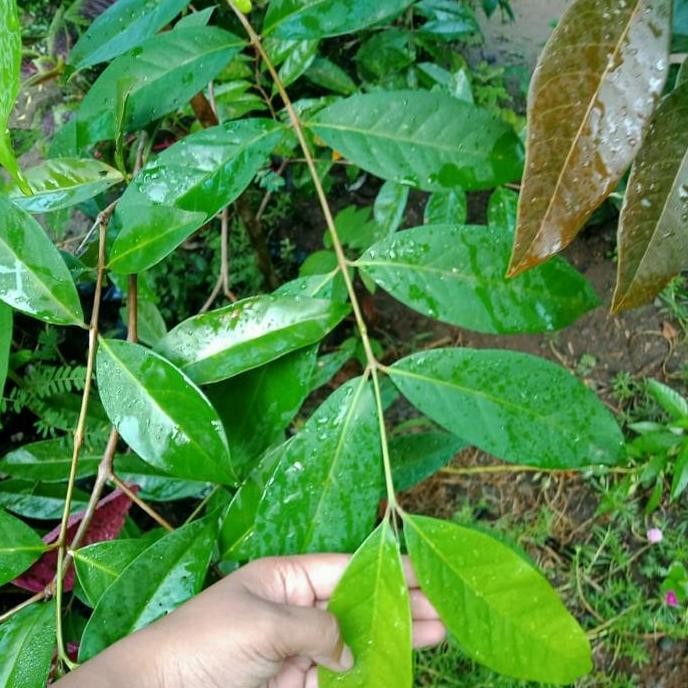 

Terlaris Bibit Daun Salam Seedling Penyedap Masakan
