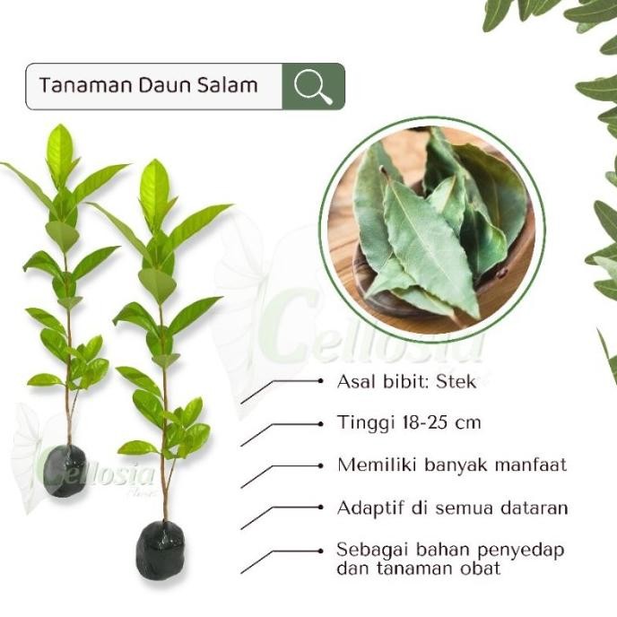 

Terlaris Bibit Tanaman Penyedap Atau Herbal Daun Salam | Mutiara Bibit Murah
