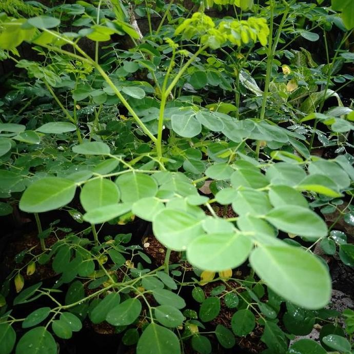 

Terlaris Pohon Kelor Herbal Tanaman Hias