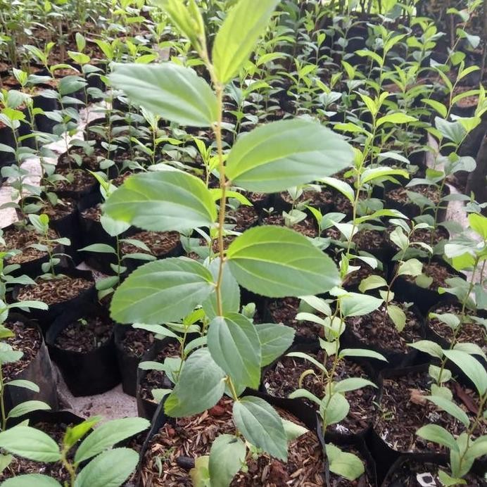 

Terlaris Tanaman Bidara Arab - Bibit Pohon Bidara Arab - Tanaman Herbal Sidr