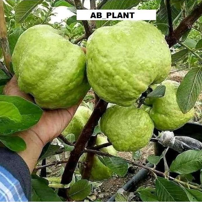 

Terlaris Bibit Jambu Kristal Jumbo Cepat Berbuah Berkualitas
