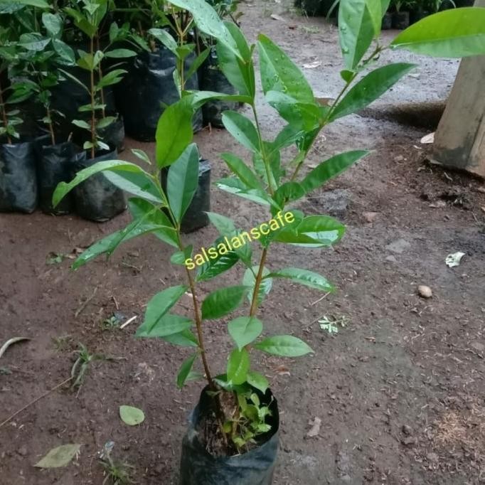 

Terlaris Pohon Daun Salam-Bibit Pohon Salam