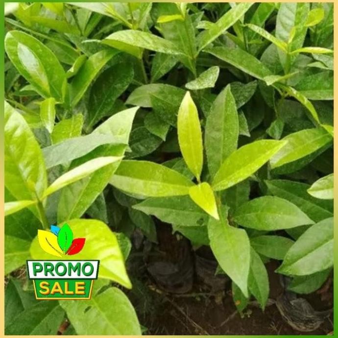 

Terlaris Bibit Daun Salam Bumbu Masak Tanaman Pohon