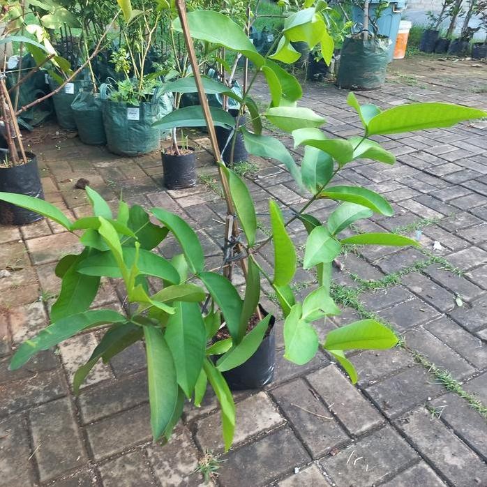 

Terlaris Bibit Jambu Air Khiojok Cangkok Ukuran Besar Tanaman Daun
