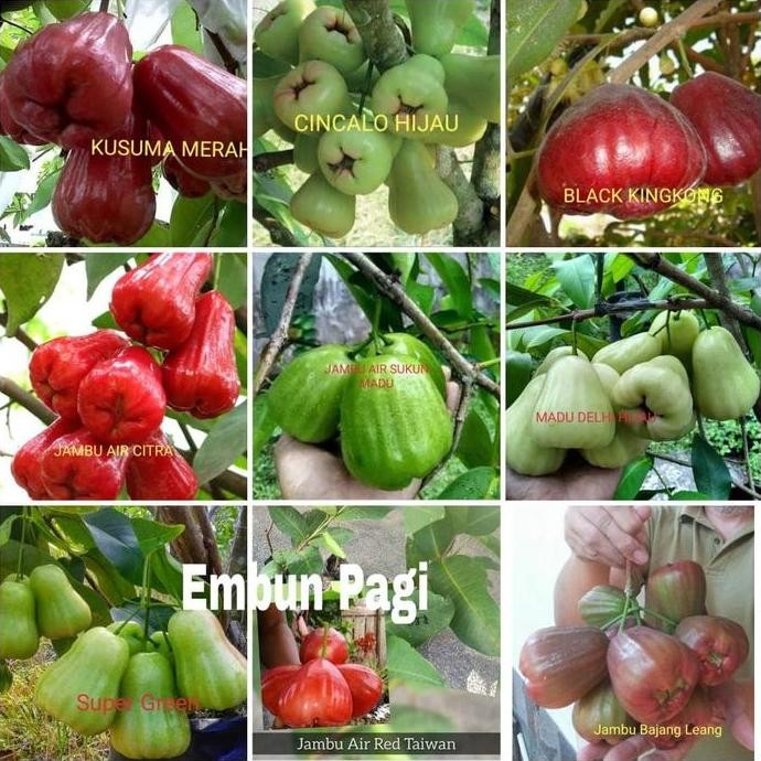 

Terlaris Bibit Pohon Buah Jambu Air 9 Varian Bonus 1 Jenis Dalhari Thailand