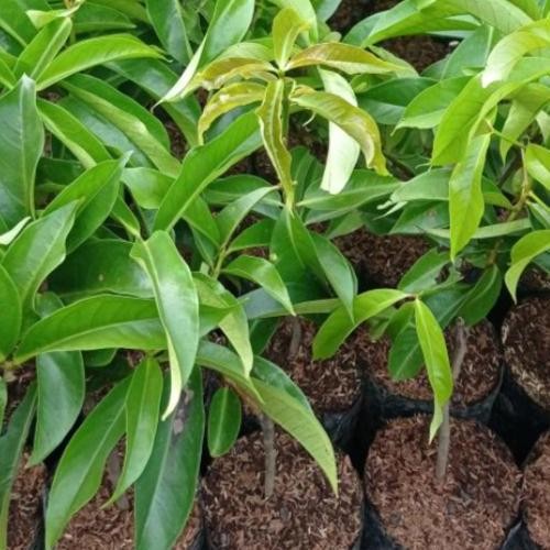 

Terlaris Bibit Tanaman Jambu Bol Jamaika