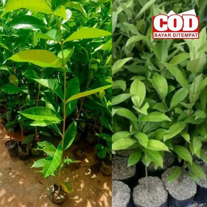 

Terlaris Bibit Tanaman Daun Salam Bumbu Masak