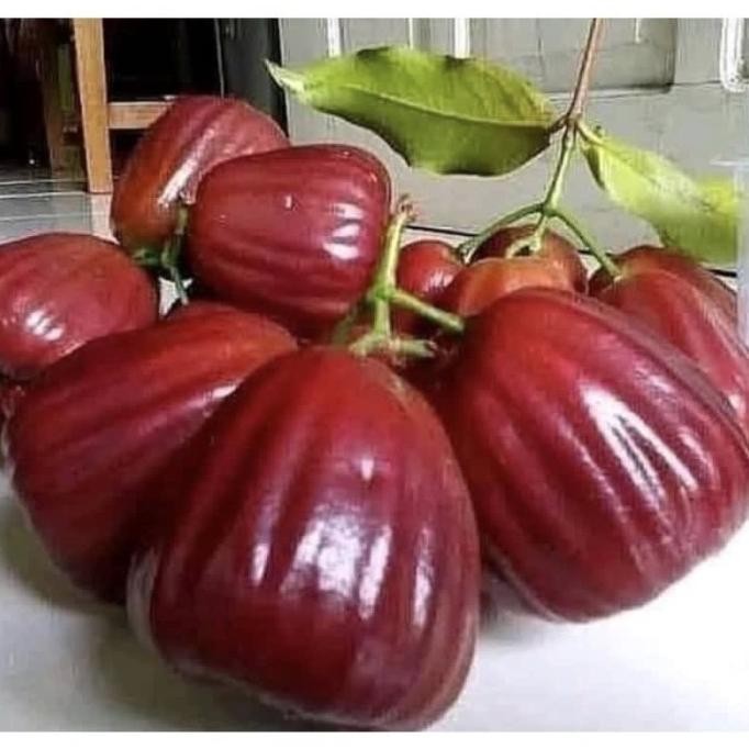 

Terlaris Bibit Jambu Air Jumbo Dalhari Terunggul