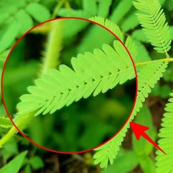 

Terlaris Putri Malu Tanaman Herbal Di Cabut Dengan Akar Nya