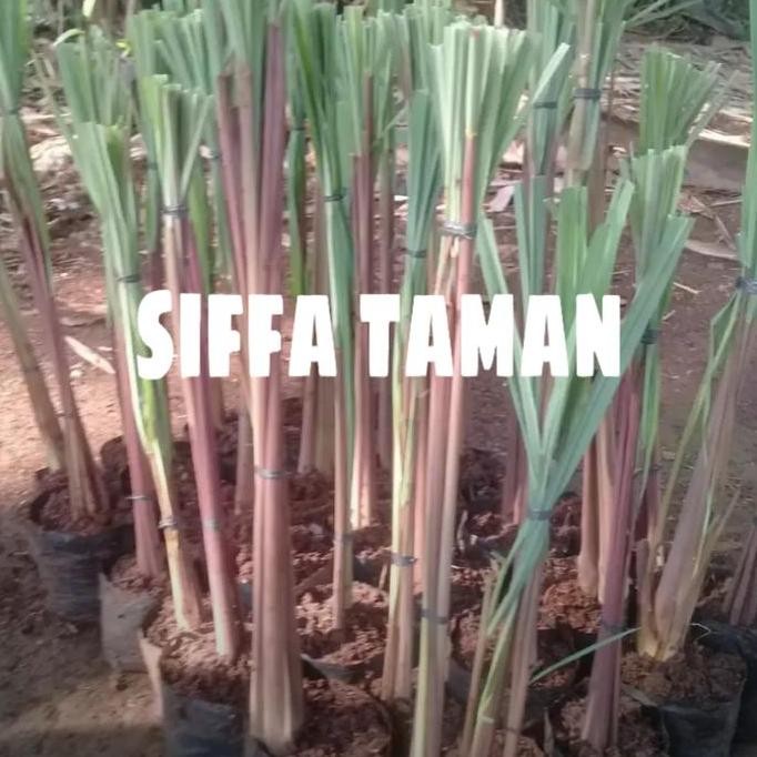

Terlaris Tanaman Herbal Sereh Wangi