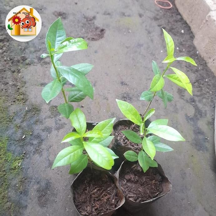 

Terlaris Bibit Tanaman Daun Salam / Bumbu Dapur / Obat Herbal Asam Urat