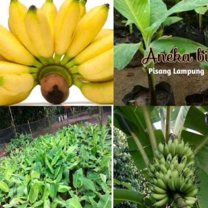 bibit tunas pohon pisang Lampung PREMIUM