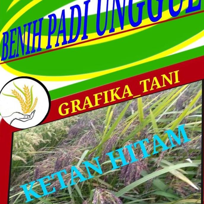

Terlaris Benih Padi Ketan Hitam 1Kg