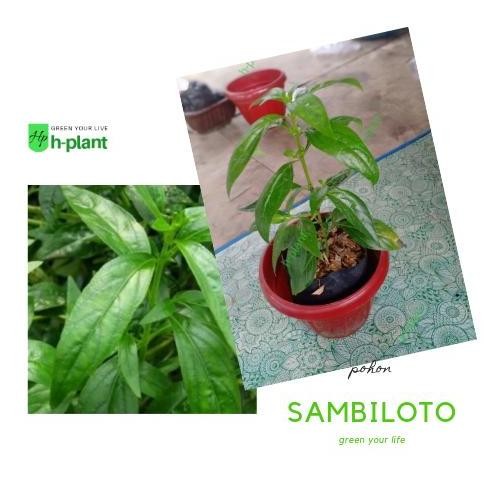 

Terlaris Bibit Tanaman Sambiloto (Obat Herbal)
