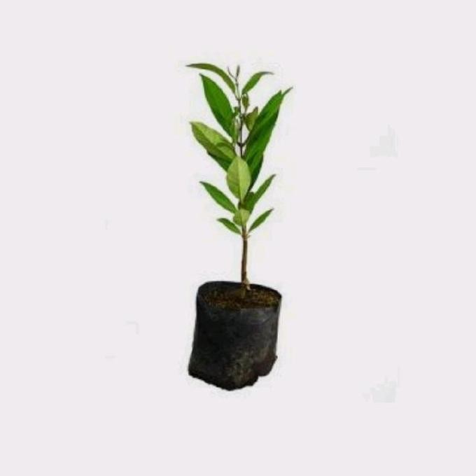 

Terlaris Bibit Daun Salam Siap Kirim - Stok Tersedia