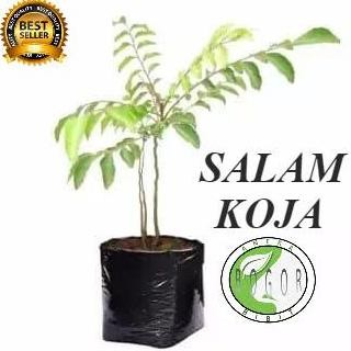

Terlaris Bibit Pohon Tanaman Daun Kari Salam Koja