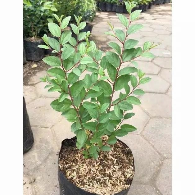 

Terlaris Tanaman Herbal Daun Bidara Arab Murah / Pohon Bidara / Tanaman Bidara