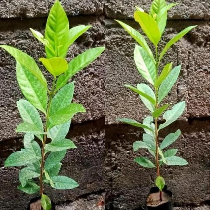 

Terlaris Bibit Daun Salam Berkualitas Untuk Bahan Makanan