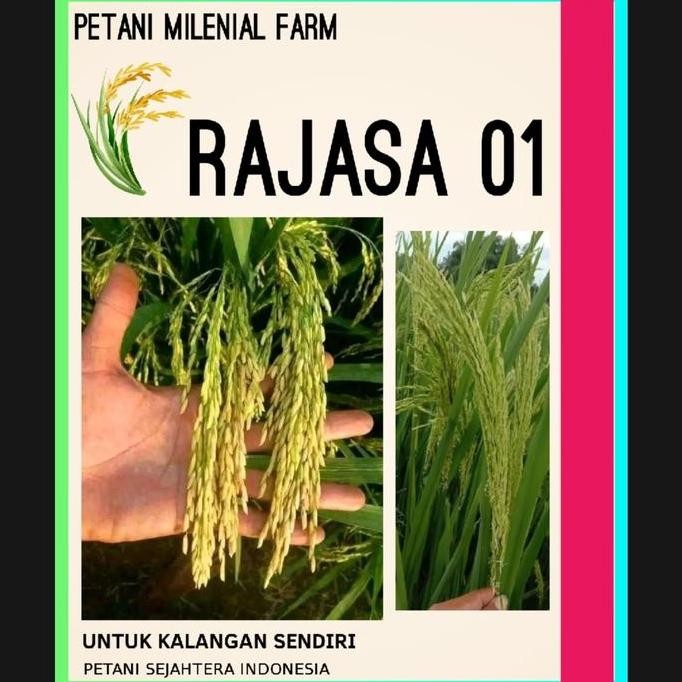 

Terlaris Benih Padi Rajasa 01Kemasan 1Kg